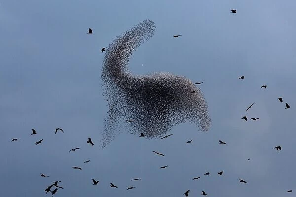 Black Kites Fly as Murmuration of Starlings Perform