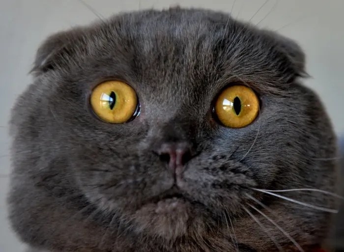 Framed Print : Black Scottish Fold Cat