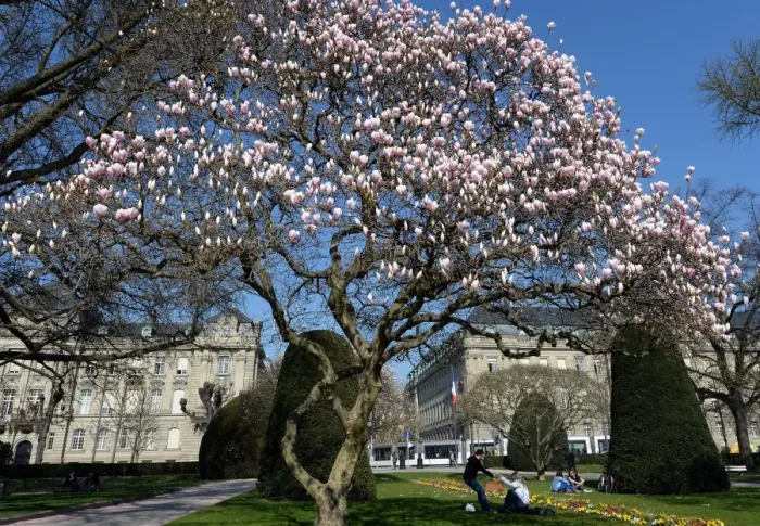 Framed Print : Blooming Magnolia Trees Strasbourg