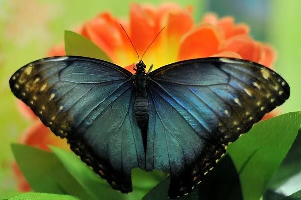 A Blue Morpho (Morpho Peleides) butterfly sits on a flower during a Butterflies exhibition