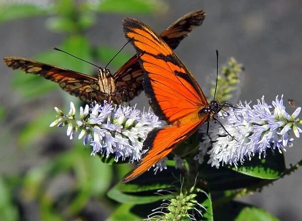 Bolivia-Butterflies
