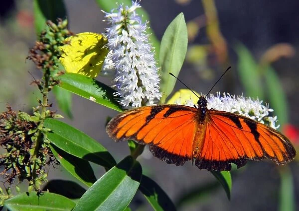 Bolivia-Butterflies. A butterfly alights on a flower at Nayriri -'the first'