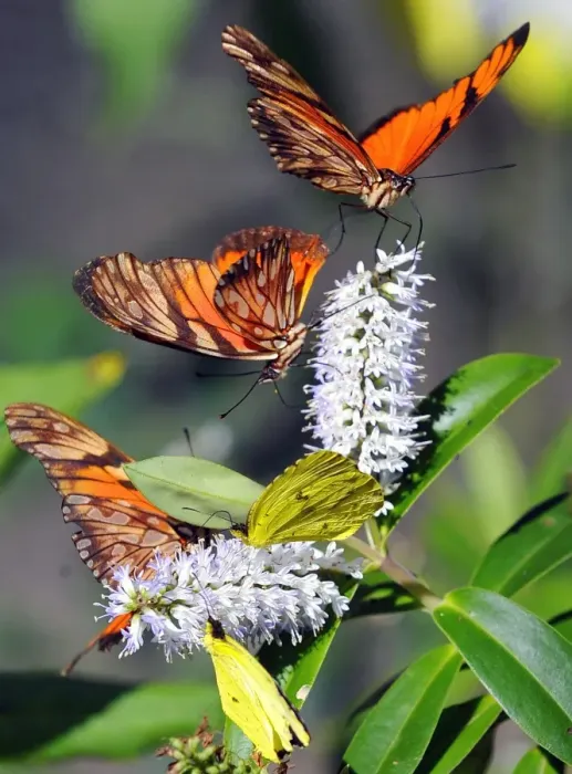 Framed Print : Bolivia-Butterflies Framed Print : Bolivia-Butterflies