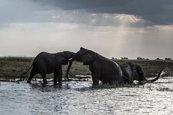 Botswana-Environment-Wildlife-Elephants