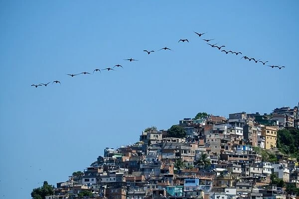 Brazil-Bird-Vidigal-Shantytown