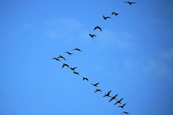 Brazil-Birds-Migration