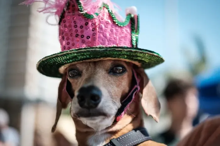 Framed Print : Brazil-Rio-Carnival-Street-Dog Framed Print : Brazil-Rio-Carnival-Street-Dog