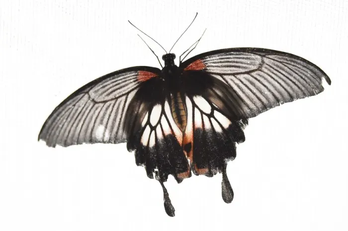 Framed Print : Britain-Animal-Butterfly