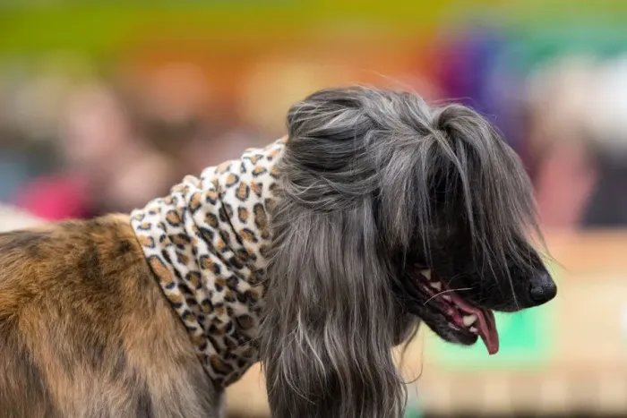 Framed Print : Britain-Animal-Dog-Crufts