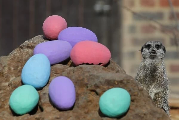 Britain-Animal-Zoo. Meerkats are given an Easter treat during a photocall