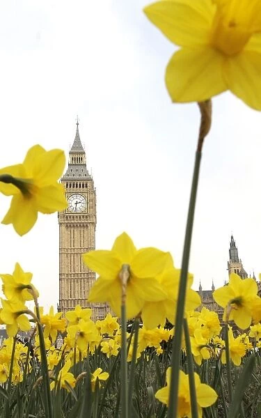 Britain-Weather. Daffodil flowers are pictured in front of London's Big Ben on March 19