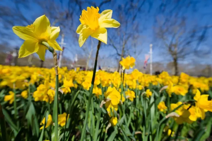 Framed Print : Britain-Weather-Spring Framed Print : Britain-Weather-Spring