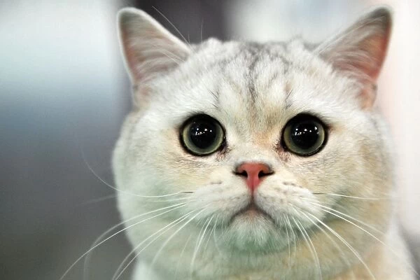 A British Shorthair cat looks on during a cat exhibition in Bishkek on March 23, 2013