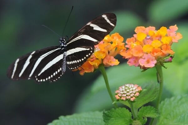 A butterfly alights on a flower