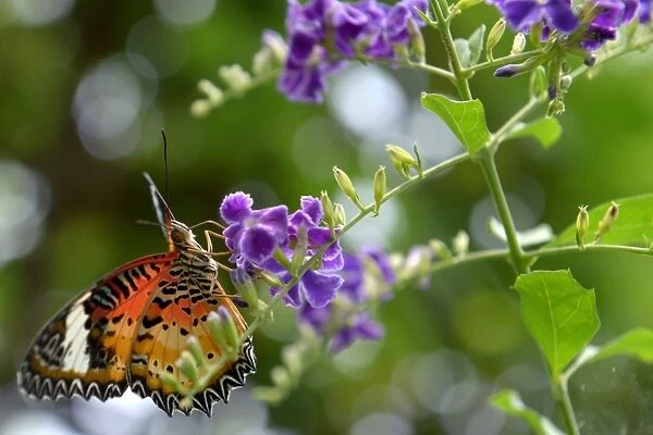 Cambodia-Nature-Environment-Butterflies