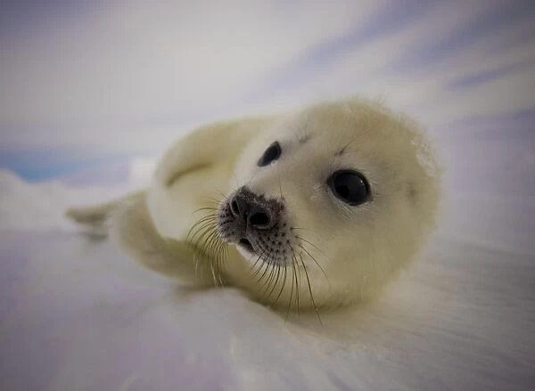 Canada-Animal-Seal. A pup harp seal rests on the ice floes off the coast