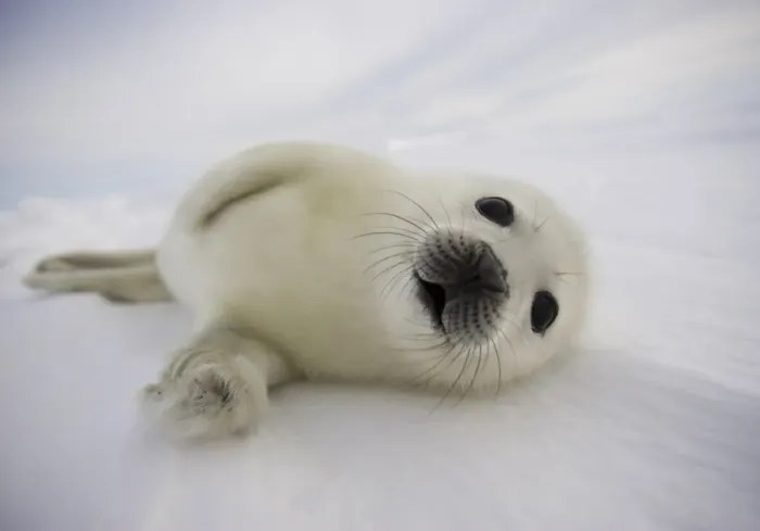 Framed Print : Canada-Animals-Harp Seals Framed Print : Canada-Animals-Harp Seals