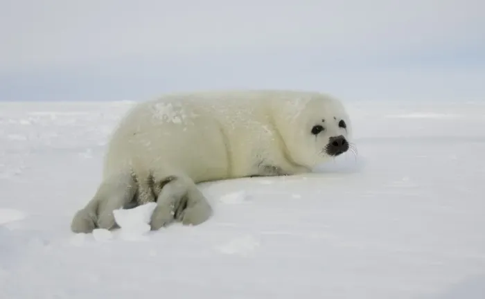 Framed Print : Canada-Animals-Harp Seals