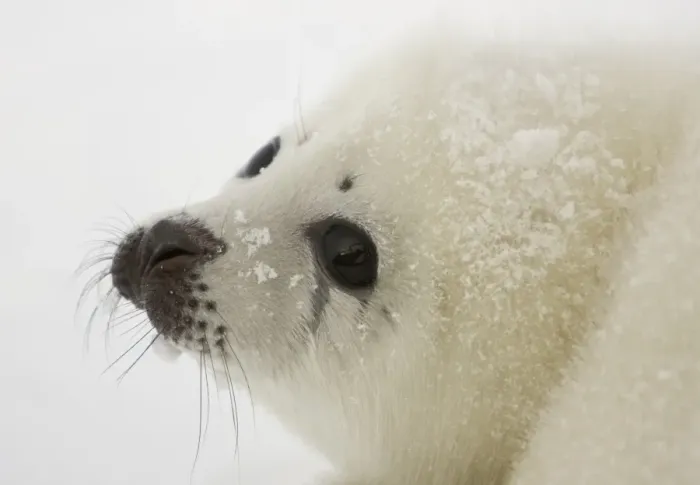 Framed Print : Canada-Animals-Harp Seals Framed Print : Canada-Animals-Harp Seals
