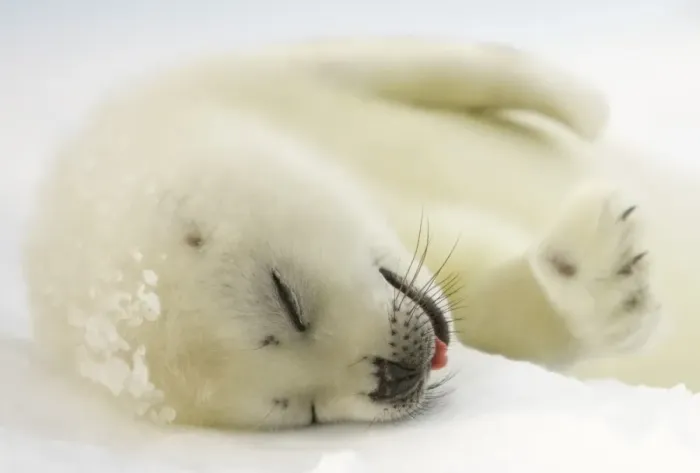 Framed Print : Canada-Animals-Harp Seals Framed Print : Canada-Animals-Harp Seals