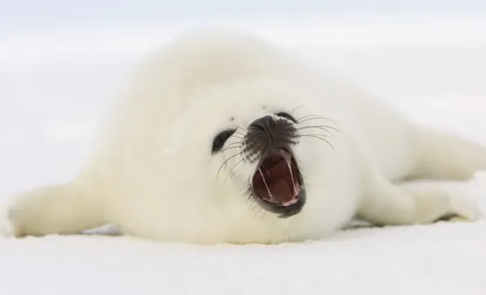 Framed Print : Canada-Animals-Harp Seals Framed Print : Canada-Animals-Harp Seals