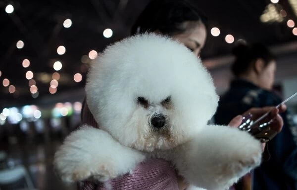 China-Animals-Pets. A woman carries her dog at the Shanghai International