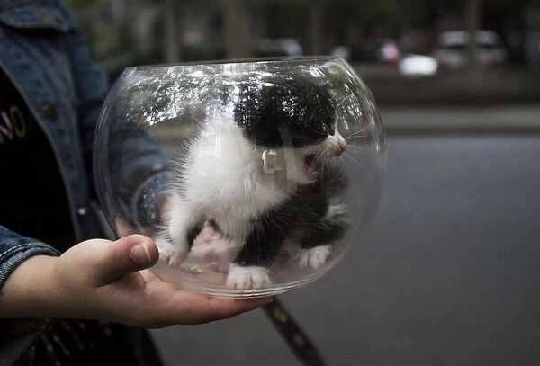 CHINA-CAT. A girl carries a kitten in a fish bowl through the streets of