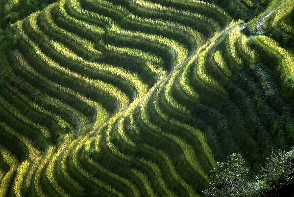 China-Minorities-Rice-Terraces