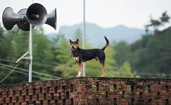China-School-Dog. A dog stands next to loudspeakers as he watches schoolchildren