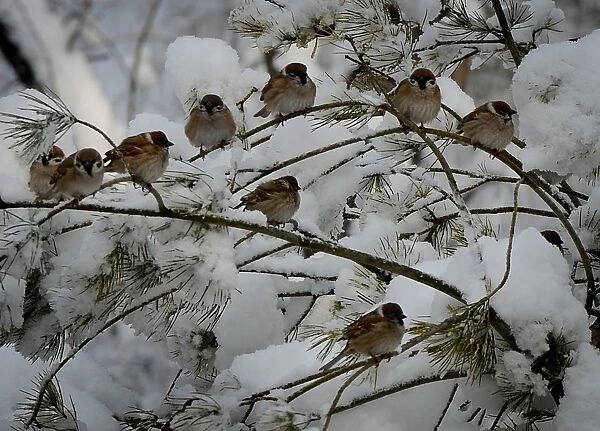 China-Weather-Snow. Birds perch on snow covered trees in a city park after