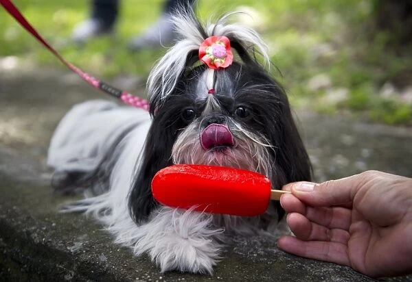 Colombia-Animal-Dog. A dog is giveen icecream during a protest against