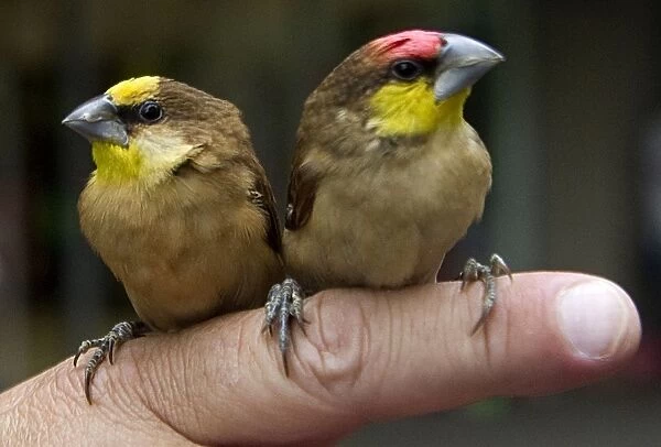 Colombia-Animals-Birds
