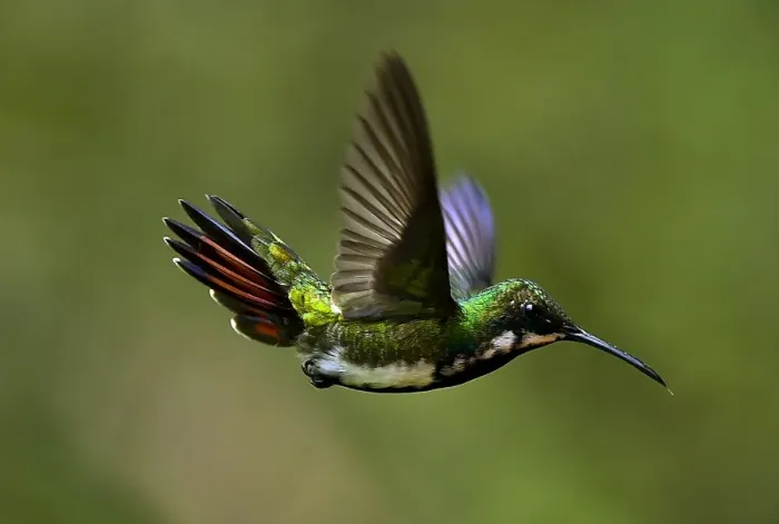 Framed Print : Colombia-Animals-Feature-Hummingbird Framed Print : Colombia-Animals-Feature-Hummingbird