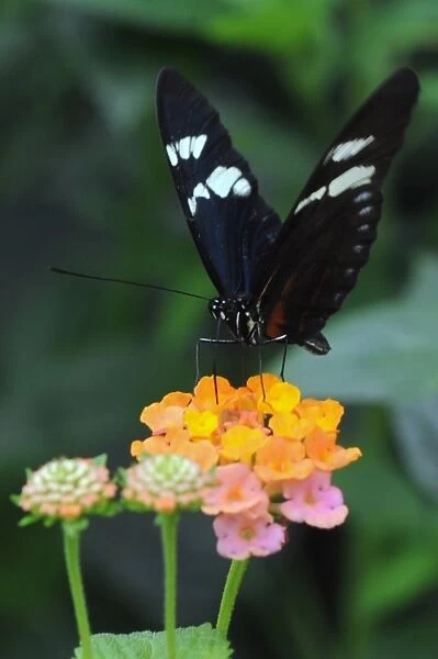 Colombia-Butterflies-Exhibition