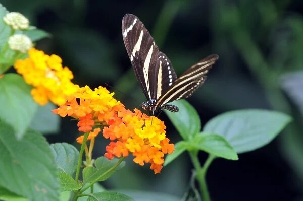 Colombia-Butterflies-Exhibition