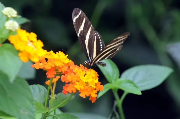 Framed Print : Colombia-Butterflies-Exhibition Framed Print : Colombia-Butterflies-Exhibition
