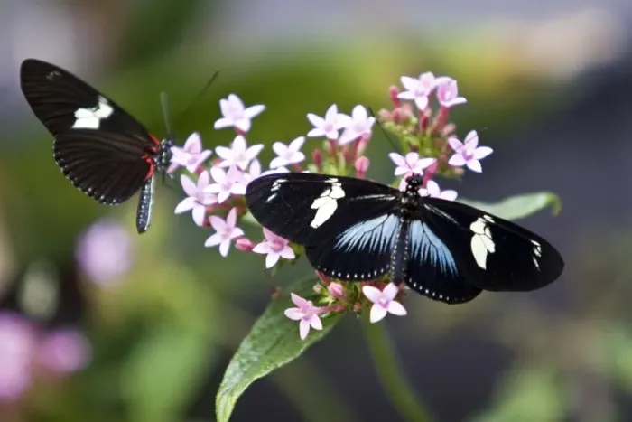 Framed Print : Colombia-Butterfly-Exhibition