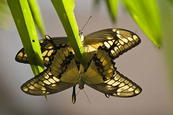 Colombia-Butterfly-Star