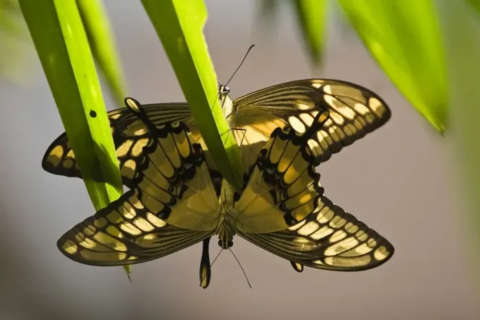Framed Print : Colombia-Butterfly-Star