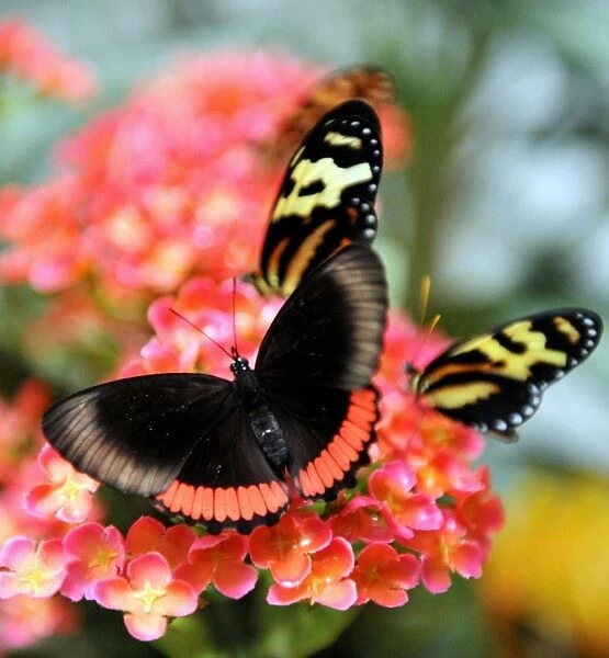 Colombia-Environment-Butterflies