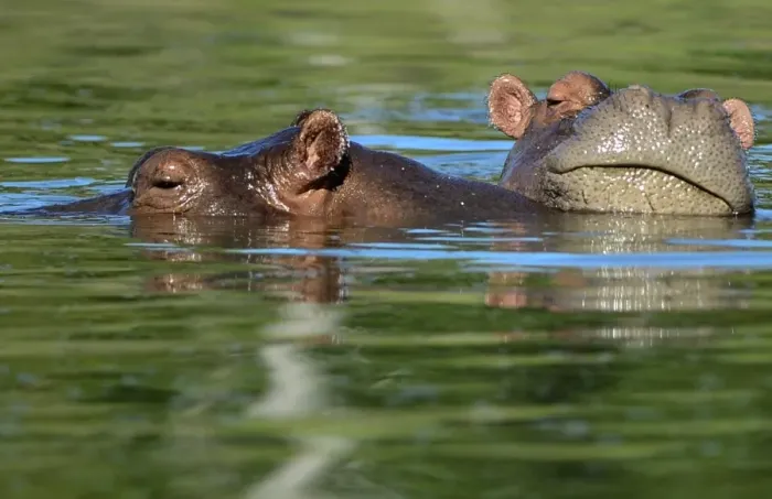 Framed Print : Colombia-Escobar-Hippos