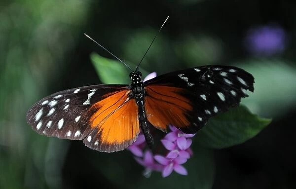 Costa Rica-Nature-Butterflies