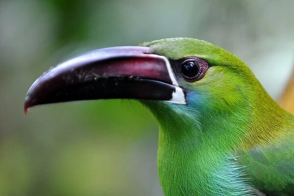 Ecuador-Birds-Reserve