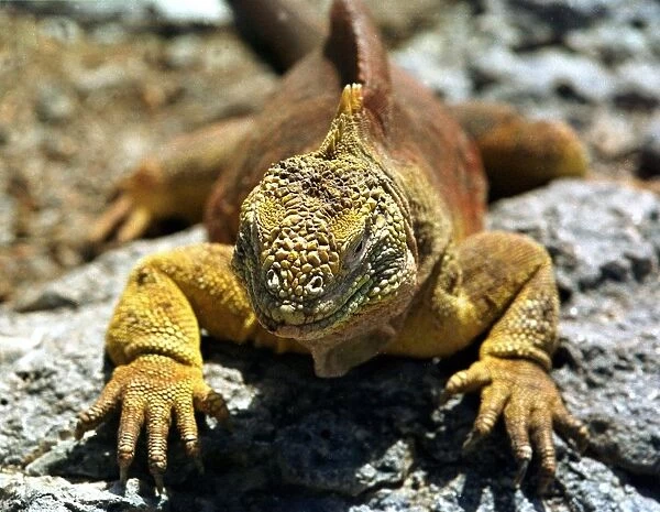 Ecuador-Galapagos-Iguanas