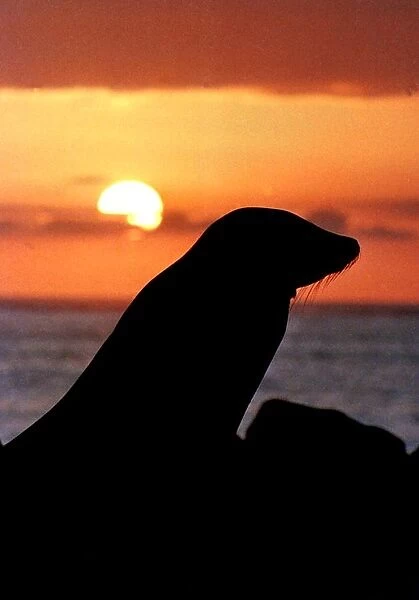 Ecuador-Galapagos-Seal-Jessica