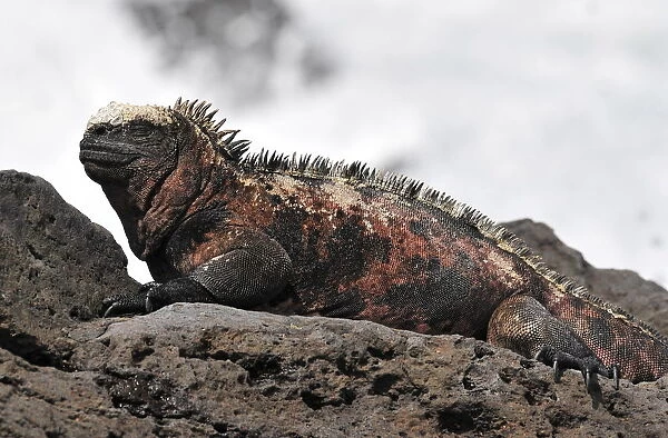 Ecuador-Nature-Galapagos