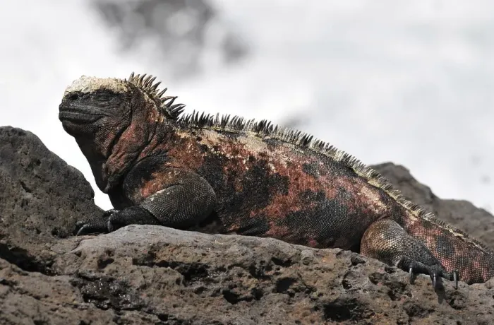 Framed Print : Ecuador-Nature-Galapagos
