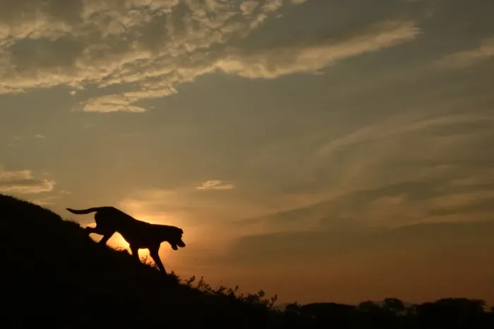 Framed Print : El-Salvador-Dog-Sunset