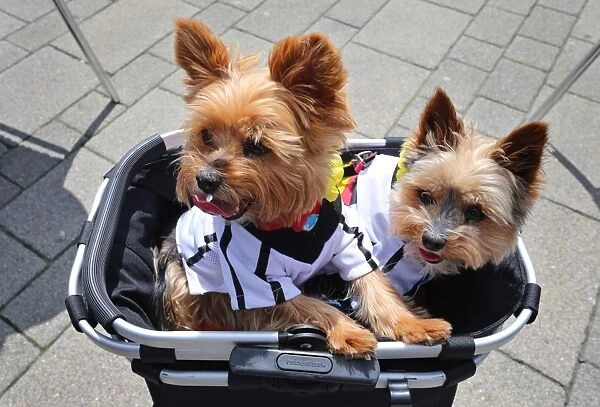 Euro-Football-Dogs. Two dogs named Trixi and Pauli are dressed in the German