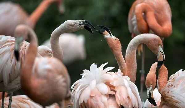 Flamingos are pictured on May 13, 2014 at the Tierpark in Berlin, one of the two